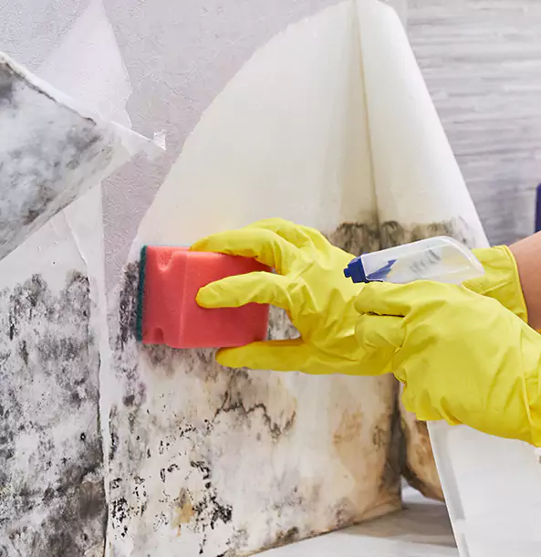 Why Winston Trusts Winston Restoration Pro for Mold and Water Restoration?
